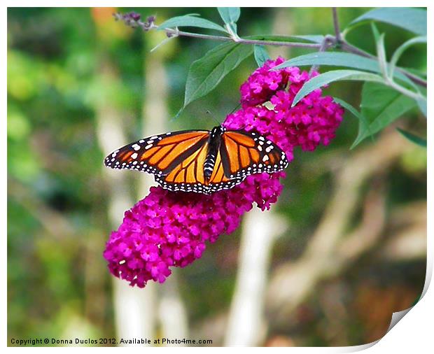 Monarch Butterfly Print by Donna Duclos