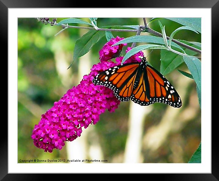 Monarch Butterfly 2 Framed Mounted Print by Donna Duclos