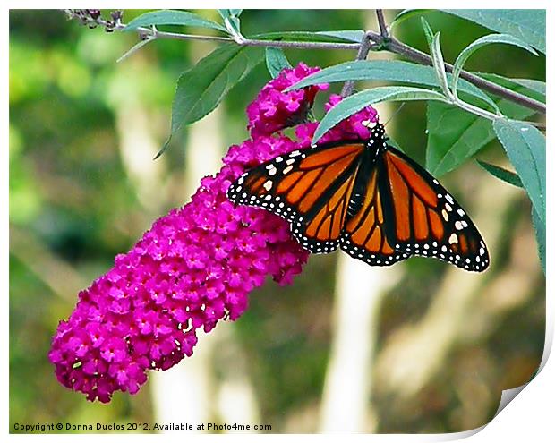 Monarch Butterfly 2 Print by Donna Duclos