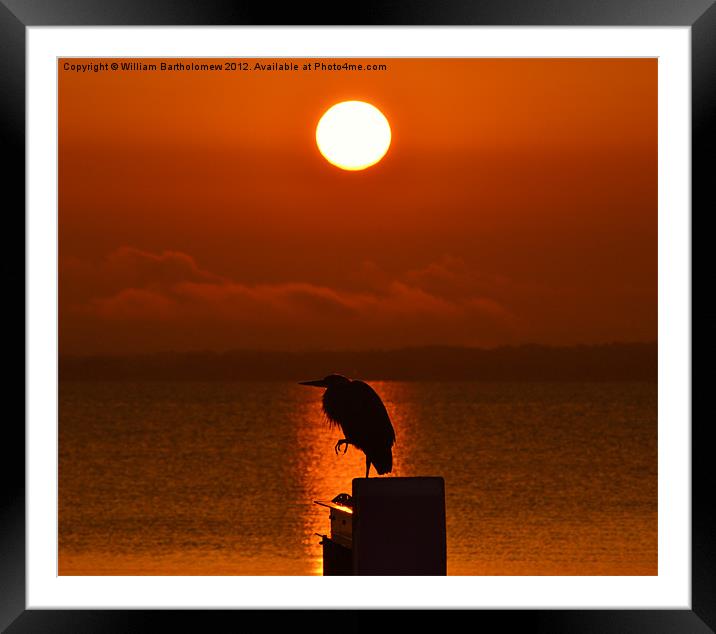 Heron Silhouette Framed Mounted Print by Beach Bum Pics