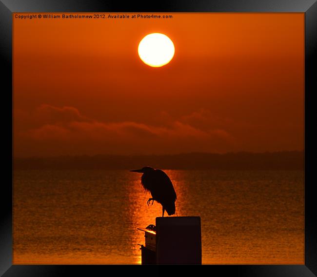 Heron Silhouette Framed Print by Beach Bum Pics