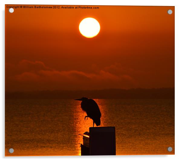 Heron Silhouette Acrylic by Beach Bum Pics