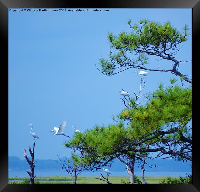 Flock of Great Egrets Framed Print by Beach Bum Pics