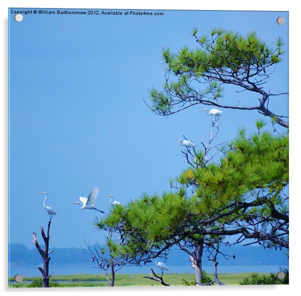 Flock of Great Egrets Acrylic by Beach Bum Pics