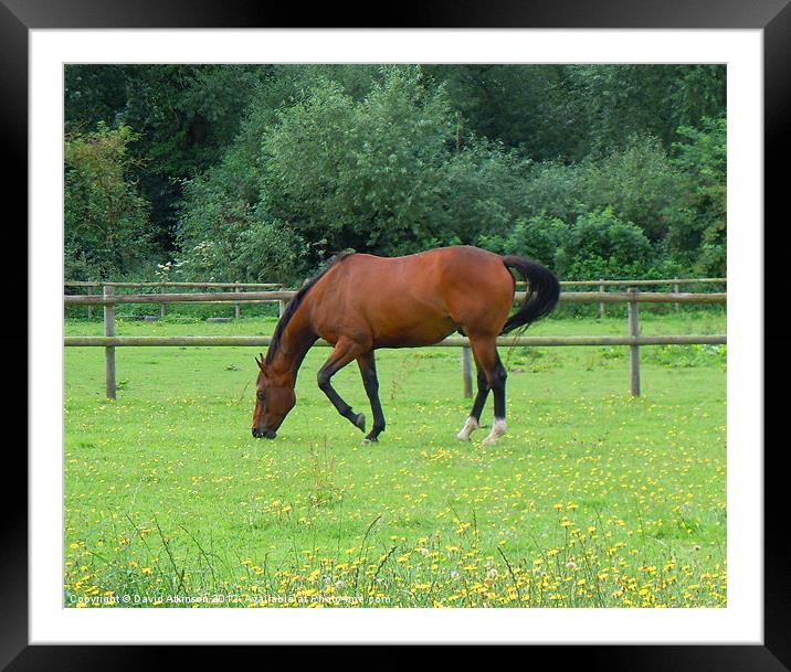 HORSE EATING ON THREE LEGS Framed Mounted Print by David Atkinson
