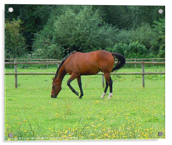HORSE EATING ON THREE LEGS Acrylic by David Atkinson