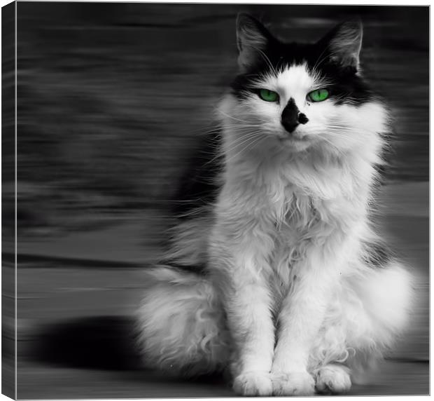 green eyed cat Canvas Print by clayton jordan