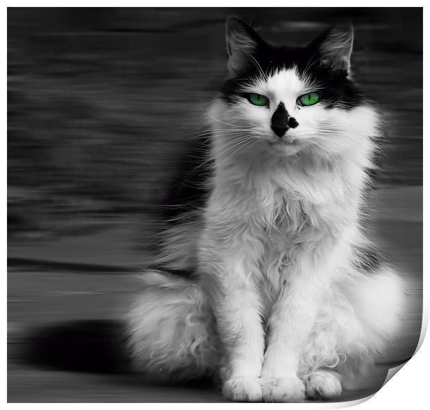 green eyed cat Print by clayton jordan