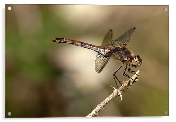 Female Common Darter Dragonfly Acrylic by Oliver Porter