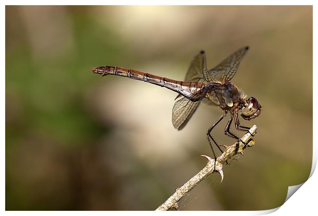 Female Common Darter Dragonfly Print by Oliver Porter