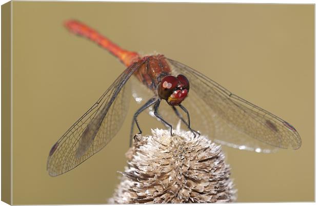 Male Common Darter Dragonfly Canvas Print by Oliver Porter