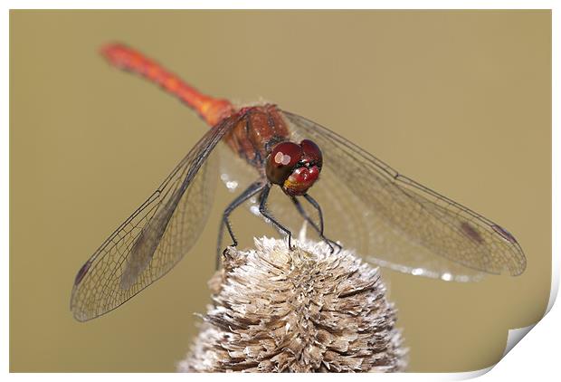 Male Common Darter Dragonfly Print by Oliver Porter