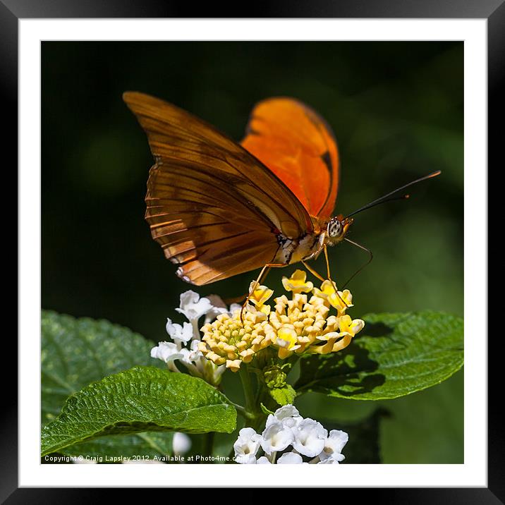orange butterfly Julia Framed Mounted Print by Craig Lapsley