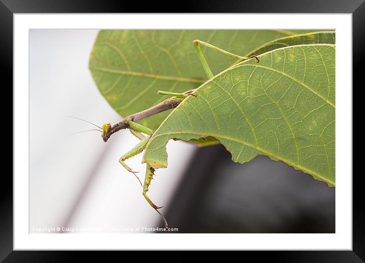Praying mantis Framed Mounted Print by Craig Lapsley