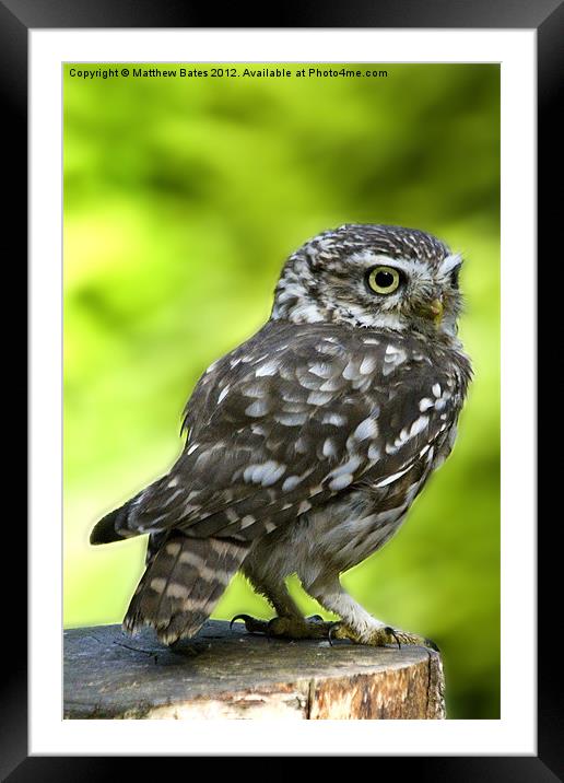 Little Owl Framed Mounted Print by Matthew Bates