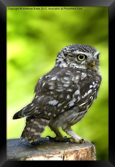 Little Owl Framed Print by Matthew Bates