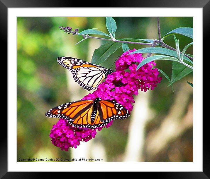 Double Vision Framed Mounted Print by Donna Duclos