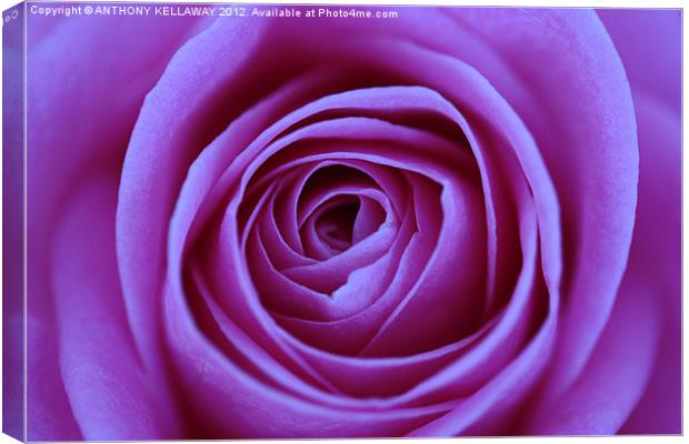 LILAC ROSE CLOSE UP Canvas Print by Anthony Kellaway