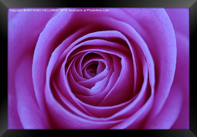 LILAC ROSE CLOSE UP Framed Print by Anthony Kellaway