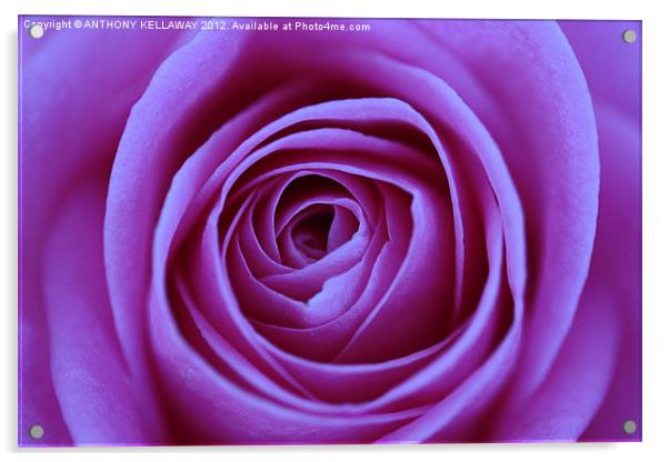 LILAC ROSE CLOSE UP Acrylic by Anthony Kellaway