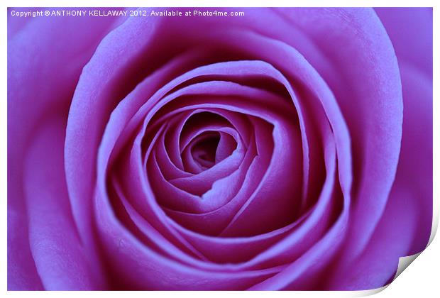 LILAC ROSE CLOSE UP Print by Anthony Kellaway