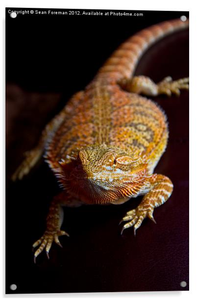 Bearded Dragon Acrylic by Sean Foreman