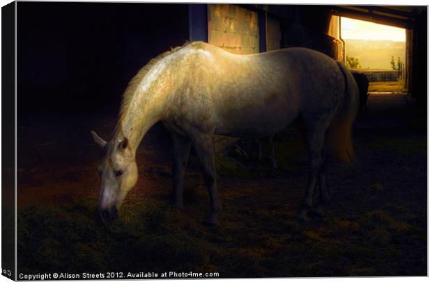 The White Horse Canvas Print by Alison Streets