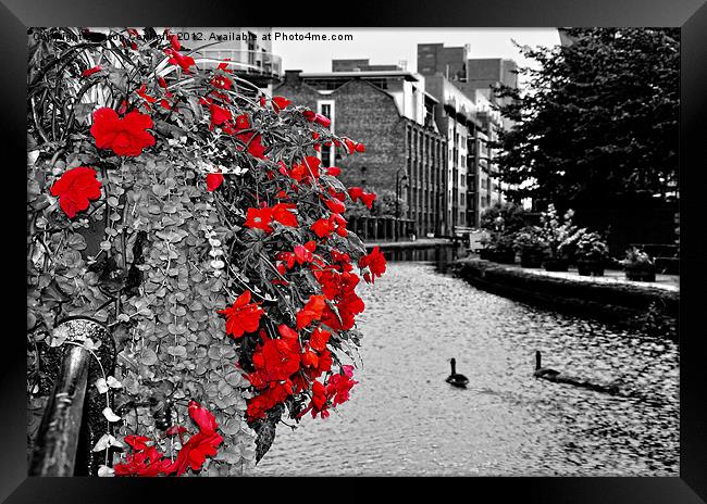 Flowers On The Canal Framed Print by Jason Connolly