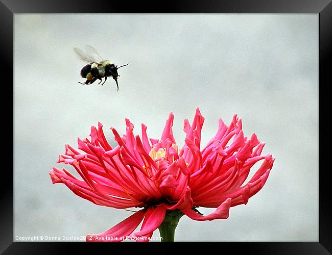 Gerbera and the Bee Framed Print by Donna Duclos