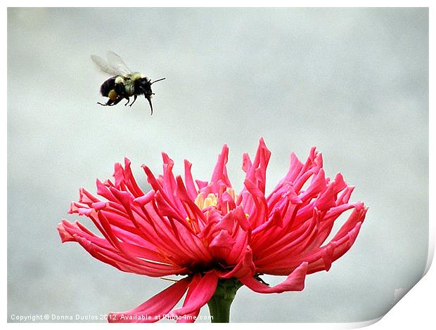 Gerbera and the Bee Print by Donna Duclos