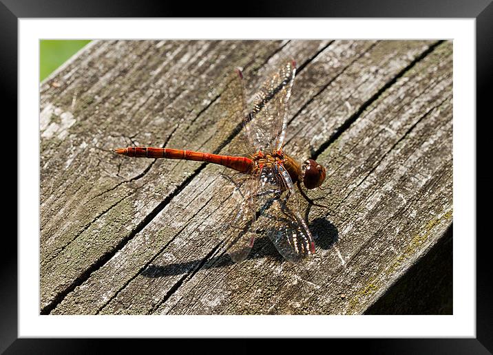 Common Darter Dragonfly Framed Mounted Print by Jonathan Swetnam