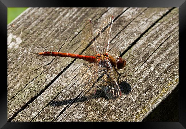 Common Darter Dragonfly Framed Print by Jonathan Swetnam