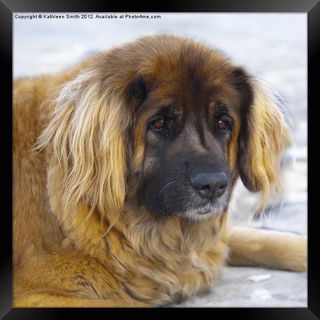 Leonberger dog Framed Print by Kathleen Smith (kbhsphoto)