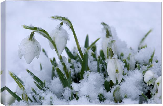 Spring Snowflake Canvas Print by Oliver Porter