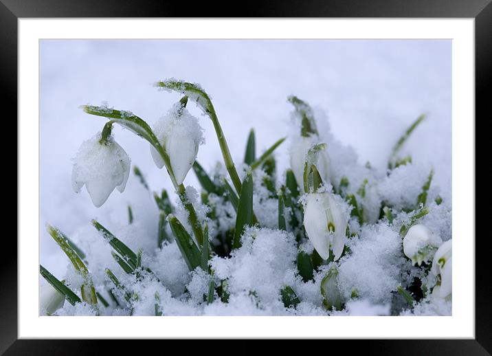 Spring Snowflake Framed Mounted Print by Oliver Porter