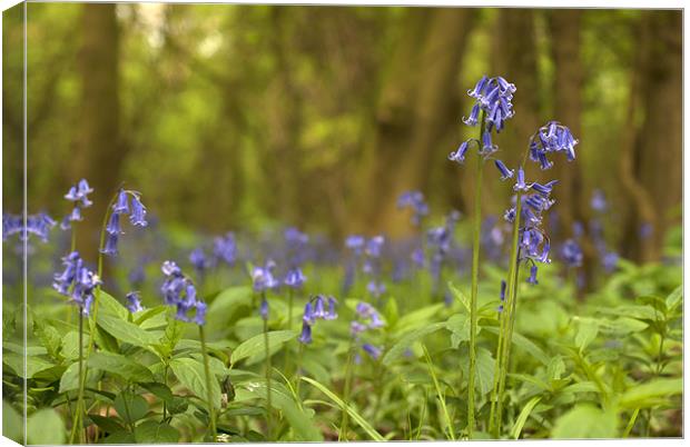 Bluebell Wood Canvas Print by Oliver Porter