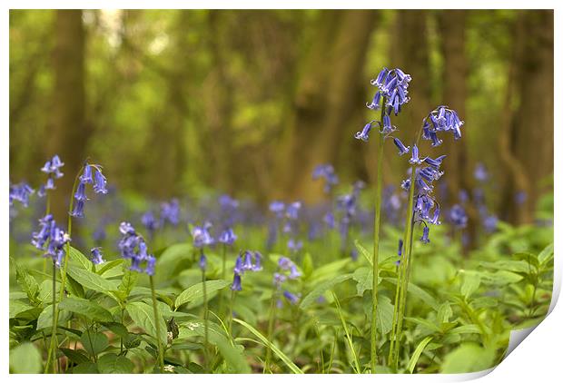 Bluebell Wood Print by Oliver Porter
