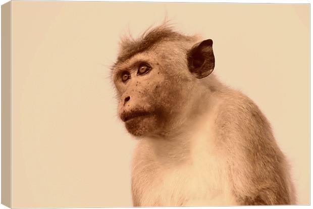 Toque Macaque Monkey Canvas Print by Debbie Metcalfe