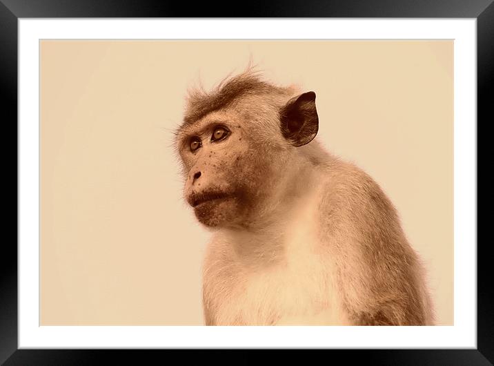Toque Macaque Monkey Framed Mounted Print by Debbie Metcalfe