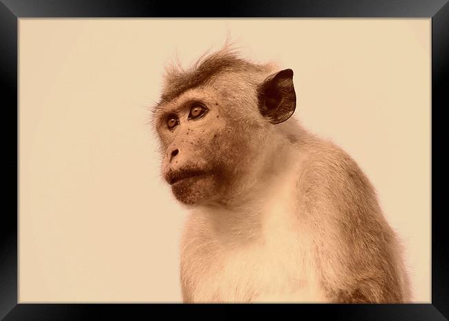 Toque Macaque Monkey Framed Print by Debbie Metcalfe