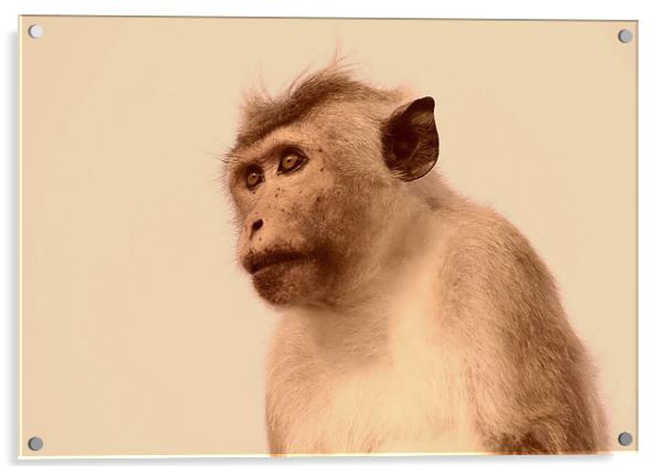 Toque Macaque Monkey Acrylic by Debbie Metcalfe