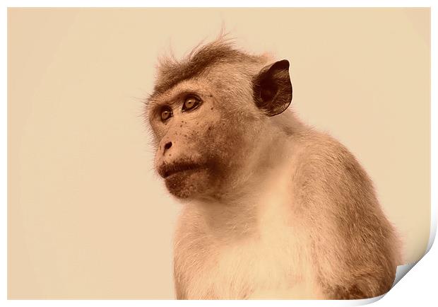 Toque Macaque Monkey Print by Debbie Metcalfe
