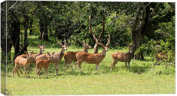 Spotted Deer, Yala, Sri Lanka Canvas Print by Debbie Metcalfe