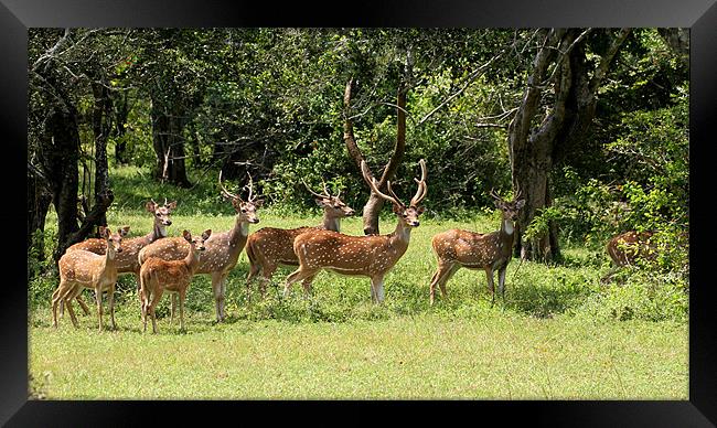 Spotted Deer, Yala, Sri Lanka Framed Print by Debbie Metcalfe