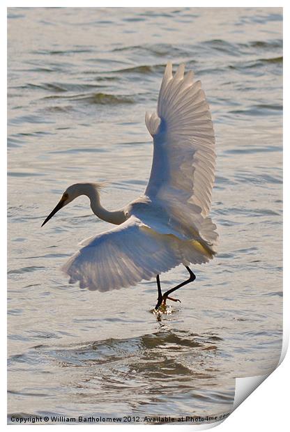Egret Fishing Print by Beach Bum Pics