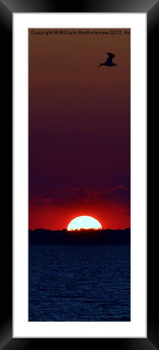Sunset Seagull Framed Mounted Print by Beach Bum Pics