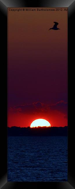 Sunset Seagull Framed Print by Beach Bum Pics