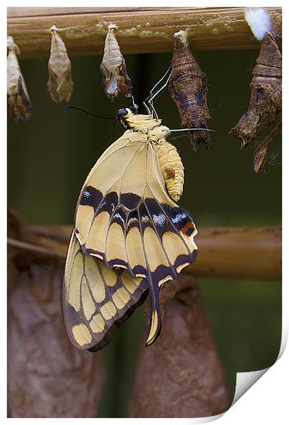 Swallowtail Butterfly. Print by Louise Wagstaff