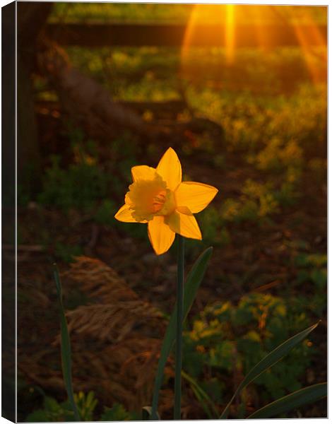 Sunny Daffodil Canvas Print by Dominic Hornsby