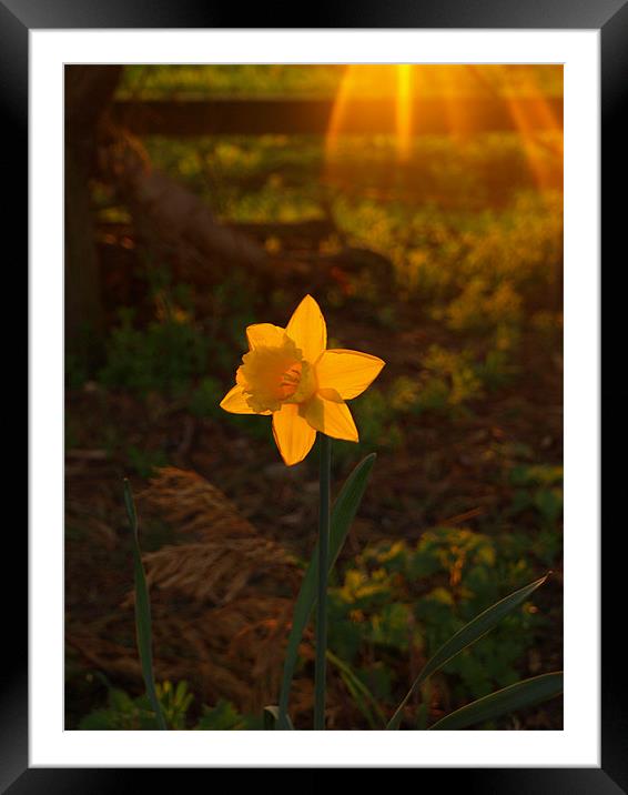 Sunny Daffodil Framed Mounted Print by Dominic Hornsby
